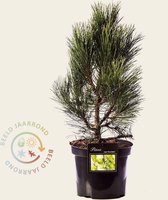 Pinus nigra 'Pyramidalis'