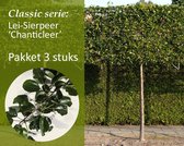 Lei-Sierpeer - Classic - pakket 3 stuks + EXTRA'S!