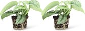 We Love Plants - Scindapsus Pictus Trebie - 2 stuks - 5 cm hoog - Epipremnum