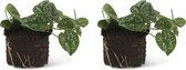 We Love Plants - Scindapsus Pictus - 2 stuks - 5 cm lang - Epipremnum