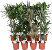 Kamerplanten van Botanicly – 9 × Drakenboom – Hoogte: 120 cm – Dracaena Mix