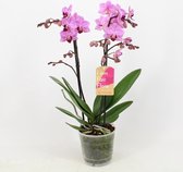 Orchidee van Botanicly – Vlinder orchidee – Hoogte: 45 cm, 1 tak – Phalaenopsis multiflora Santiago