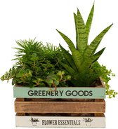 Kamerplanten van Botanicly – 4 × Kruiskruid, Vetkruid, Vrouwentongen, Kanonplantje in Hout doos als set – Hoogte: 18 cm