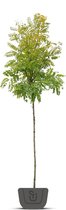 Gele Acacia | Robinia pseudoacacia Frisia | Stamomtrek: 12-14 cm