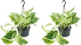 We Love Plants - Epipremnum Marble Queen - 2 stuks - 25 cm lang - Hangplant