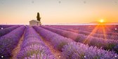 Tuinposter Lavendel 100 x 50 cm incl. Metalen ringen - (Buitenposter - Tuindoek - Buitencanvas - Schilderijen voor buiten - tuin decoratie)