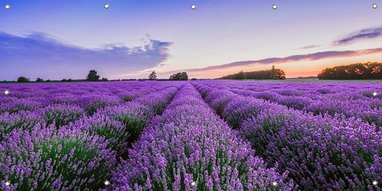 Tuinposter Lavendel 100 x 50 cm incl. Metalen ringen - (Buitenposter - Tuindoek - Buitencanvas - Schilderijen voor buiten - tuin decoratie)