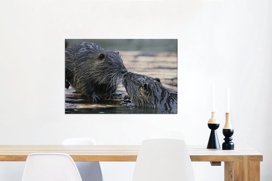 Ragondin amoureux dans l'eau 60x40 cm - Tirage photo sur toile peinture (Décoration murale salon / chambre) / animaux sauvages Peintures sur toile