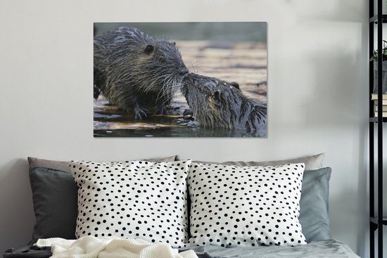 Ragondin amoureux dans l'eau 60x40 cm - Tirage photo sur toile peinture (Décoration murale salon / chambre) / animaux sauvages Peintures sur toile