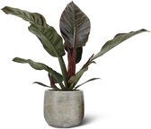 We Love Plants - Philodendron Imperial Red + Pot Inge - 60 cm hoog - Schaduwplant