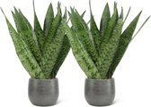 We Love Plants - Sansevieria Zeylanica + Pot Luc - 2 stuks - 45 cm hoog - Vrouwentong