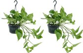 We Love Plants - Epipremnum Aureum - 2 stuks - 30 cm lang - Hangplant