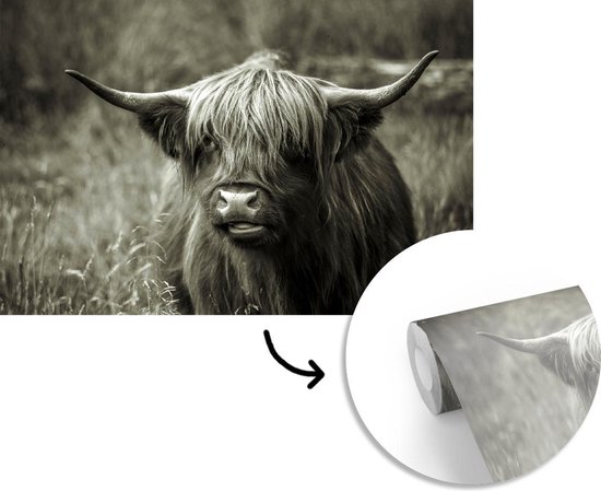 Papier peint - Papier peint photo Scottish Highlander - Portrait - Zwart - Wit - Largeur 360 cm x Hauteur 240 cm