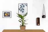 WL Plants - Strelitzia Reginae - Paradijsvogelbloem - Paradijsvogelplant - Kamerplanten - Luchtzuiverende Kamerplanten - ± 35cm hoog - 12cm diameter - in Bruine Mand