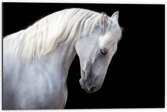 Dibond - Hals van Wit Paard op Zwarte Achtergrond - 60x40cm Foto op Aluminium (Met Ophangsysteem)