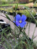 6 x Linum perenne - Overblijvend Vlas - P9 Pot (9 x 9cm) - Dima Vaste Planten