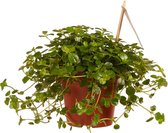 Pilea depressa Sao Paulo – ↨ 15cm – ⌀ 12cm