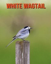 White Wagtail