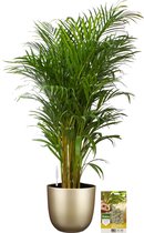 Pokon Powerplanten Areca Palm 110 cm ↕ - Kamerplanten - in Pot (Mica Tusca, Goud) - Goudpalm - met Plantenvoeding / Vochtmeter