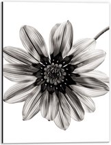 Dibond - Zwart/Witte Bloem op Witte Achtergrond - 30x40cm Foto op Aluminium (Wanddecoratie van metaal)
