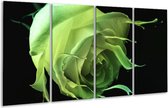 GroepArt - Glasschilderij - Roos - Groen, Zwart, - 160x80cm 4Luik - Foto Op Glas - Geen Acrylglas Schilderij - 6000+ Glasschilderijen Collectie - Wanddecoratie