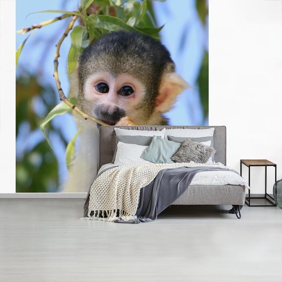 Papier peint Papier peint photo Singe écureuil - Singe écureuil mâchant une branche Papier fotobehang photo vinyle largeur 240 cm x hauteur 240 cm - Tirage photo sur papier peint vinyle (disponible en 7 tailles) - Chambre / salon / bureau