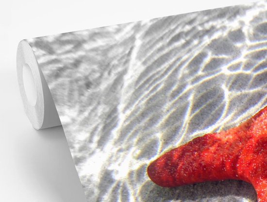 Papier peint Papier peint photo en vinyle - Une étoile de mer rouge est visible sous l'eau largeur 295 cm x hauteur 220 cm - Tirage photo sur papier peint (disponible en 7 tailles) / Mer et plage