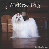 Maltese Dog 2022 Calendar