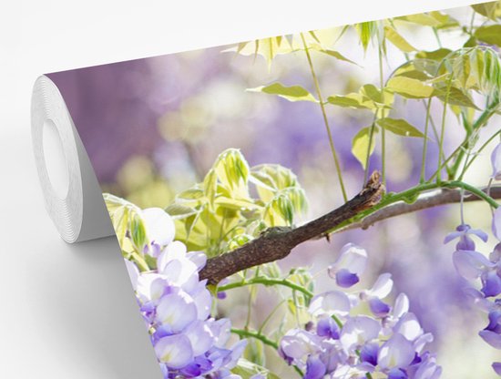 Behang - Fotobehang Blauwe regen in bloei - Breedte 420 cm x hoogte 280 cm