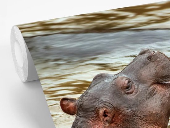 Papier peint - Papier peint Papier peint photo Hippopotame - Animaux - Water - Largeur 395 cm x hauteur 220 cm