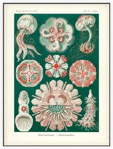 Aurelia - Discomedusae (Kunstformen der Natur), Ernst Haeckel - Foto op Akoestisch paneel - 90 x 120 cm