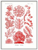 Delesseria - Florideae (Kunstformen der Natur), Ernst Haeckel - Foto op Akoestisch paneel - 150 x 200 cm