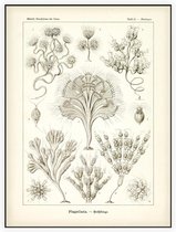 Dinobryon - Flagellata (Kunstformen der Natur), Ernst Haeckel - Foto op Akoestisch paneel - 150 x 200 cm
