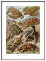 Testudo - Chelonia (Kunstformen der Natur), Ernst Haeckel - Foto op Akoestisch paneel - 90 x 120 cm