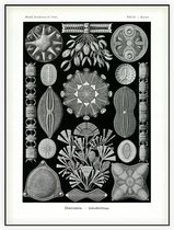 Navicula - Diatomea (Kunstformen der Natur), Ernst Haeckel - Foto op Akoestisch paneel - 60 x 80 cm