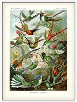 Trochilus - Trochilidae (Kunstformen der Natur), Ernst Haeckel - Foto op Akoestisch paneel - 60 x 80 cm