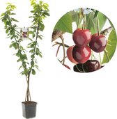 Prunus avium Duo-Kers | 2 soorten op 1 stam | laagstam