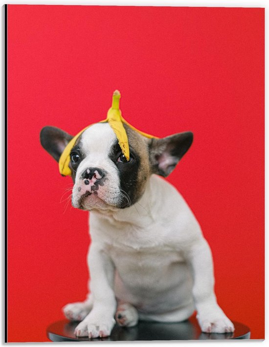 Dibond - Bulldog op Rode Achtergrond met Banaan - 30x40cm Foto op Aluminium (Met Ophangsysteem)