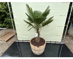 Palmboom - Trachycarpus fortunei in wijnvat - Chinese Waaierpalm - Winterhard - Pot ⌀ 50cm - Hoogte  170-190cm