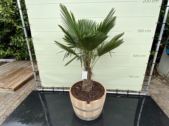 Demonstreer Invloedrijk Wees tevreden Palmboom - Trachycarpus fortunei in wijnvat - Chinese Waaierpalm -  Winterhard - Pot ⌀... | bol.com