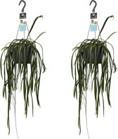 FloriaFor - Duo Lepismium Bolivianum - - ↨ 45cm - ⌀ 17cm