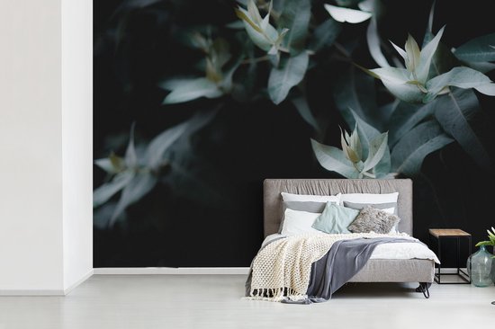 Papier peint Papier peint photo en vinyle - Branches d'eucalyptus sur fond sombre largeur 330 cm x hauteur 220 cm - Tirage photo sur papier peint (disponible en 7 tailles)