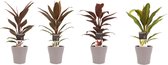 FloriaFor - Combi 1x Cordyline Tango 1x Cordyline Rumba 1x Cordyline Mambo 1x Cordyline Kiwi Met Anna Taupe - - ↨ 40cm - ⌀ 12cm