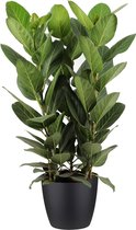 FloriaFor - Ficus Audrey In ELHO Sierpot (zwart) - - ↨ 75cm - ⌀ 30cm