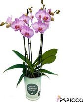 Papicco BASIC CHIC Mary- Orchidee - 6-tak - Phalaenopsis - Wit