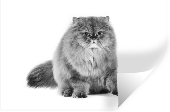 Muursticker Pers - Grijze Perzische kat voorwitte achtergrond - 80x60 cm -  zelfklevend... | bol.com