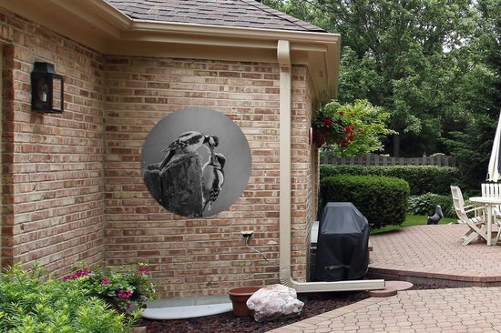 Cercle de jardin Une mère pic épeiche nourrit ses petits - noir et blanc - 90x90 cm - Affiche de jardin ronde - Extérieur