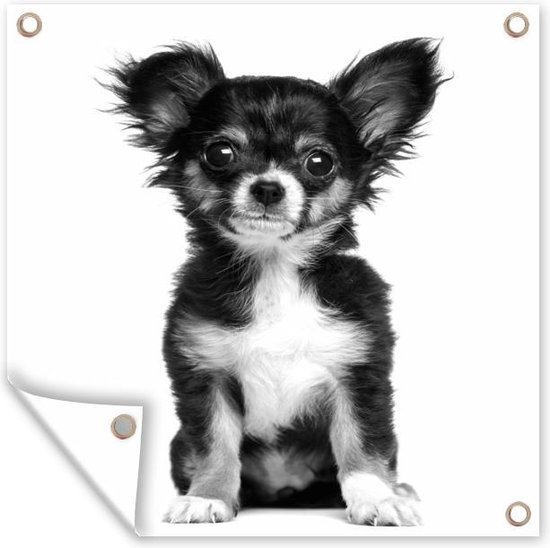 Décoration de Jardin un Chihuahua noir - noir et blanc - 30x40 cm | bol.com