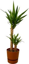 Trendyplants - Yucca - ↨100cm - Ø21cm inclusief elho Greenville Round bruin Ø24cm x ↨23cm