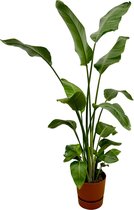 Trendyplants - Strelitzia Nicolai inclusief elho Greenville Round bruin - 170 cm - Ø30cm
